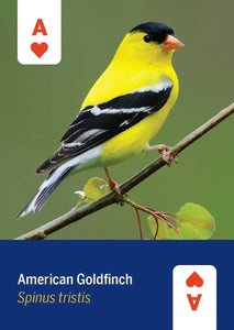 Mountaineers Books BIRDS OF NORTH AMERICA DECK 52 CARDS